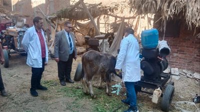 تحصين 10 آلاف رأس ماشية ضد الحمى القلاعية بالدقهلية 