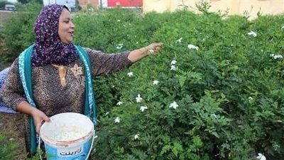 105 جنيهات تنهي أزمة الياسمين.. بدء توريد المحصول لمصانع شبرا بلولة بالغربية