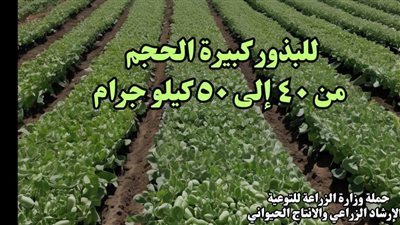 الزراعة تحدد كمية تقاوى فدان الفول بـ 30 كيلو