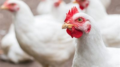 أسعار الدواجن البيضاء تتراجع 3 جنيهات في الأسواق اليوم الإثنين
