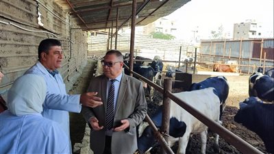 تحصين 21 ألف رأس ماشية ضد الحمى القلاعية في الدقهلية 