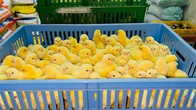 سعر الكتكوت الأبيض والبط اليوم الثلاثاء في الأسواق