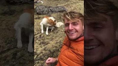 كلب ينقذ سائحا تائها من الموت في جبال البيرو