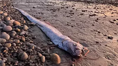 نذير الهلاك، ظهور سمكة «يوم القيامة» نافقة على أحد الشواطئ 