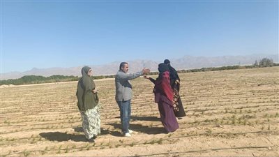 البحوث الزراعية تكشف عن كنز في سيناء