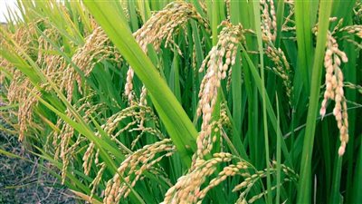 محافظ الشرقية يعلن انتهاء موسم حصاد محصول الأرز 