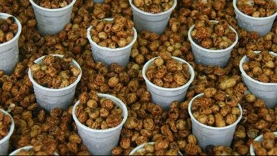 فوائد حب العزيز، يعزز صحة الجهاز العصبي ويحارب الشيخوخة ويحمي من أمراض القلب