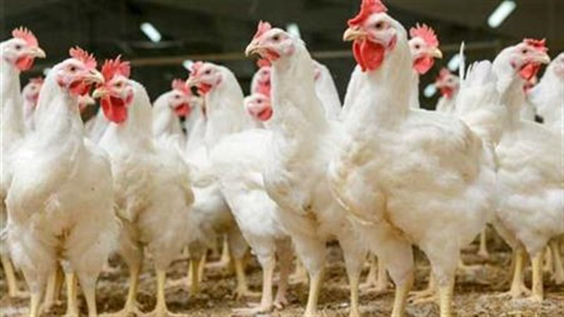أسعار الدواجن اليوم