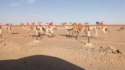 انطلاق فعاليات أول سباق للهجن بنادي الفروسية الدولي بمدينة الخارجة