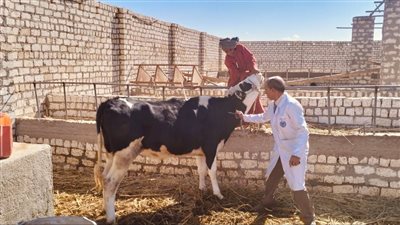بدء الحملة القومية الثالثة لتحصين 158 ألف رأس ماشية بأسيوط