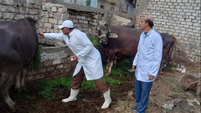 تحصين 55 ألف رأس ماشية في الدقهلية (صور)