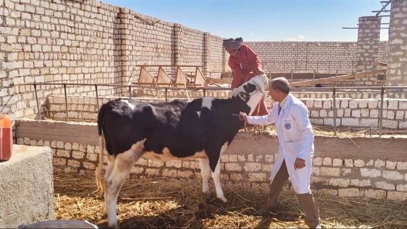 حملة تحصين الماشية