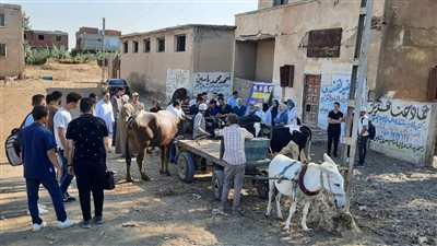 فحص وعلاج 9895 رأس ماشية في قافلة بيطرية بـ 4 محافظات