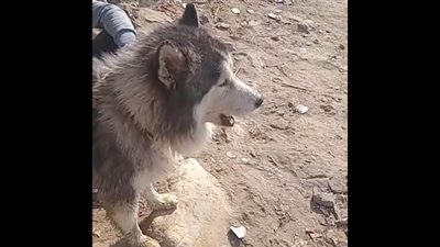 مشهد يثير الأحزان، كلب يبكي وينادي على صاحبه الغريق في النيل (فيديو) 