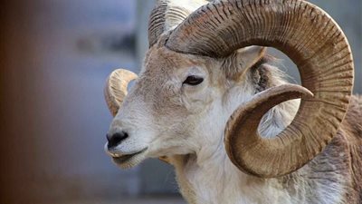 جزائري يلتهم خروفا يزن 15 كيلو خلال نصف ساعة فقط (فيديو)