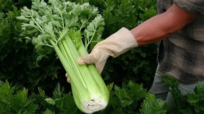 فوائد الكرفس، ينقص الوزن ويقوي المناعة ويحافظ على شباب البشرة 