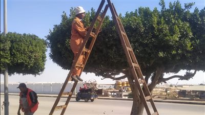 إدارة الحدائق والمتنزهات بالإسماعيلية تواصل أعمال رفع كفاءة المسطحات والميادين (صور) 