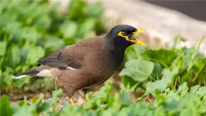 طائر المينا، فيتو