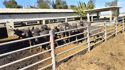 محافظ أسيوط يتفقد محطة أبنوب الحمام للثروة الحيوانية (صور) 