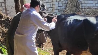 محافظ المنيا: انطلاق أولى حملات 2025 للتحصين ضد الحمى القلاعية والوادي المتصدع غدا 