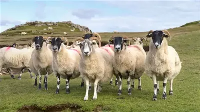  خسائر بقيمة 12 ألف دولار، ذئاب مفترسة تقتل قطيع أغنام في تركيا