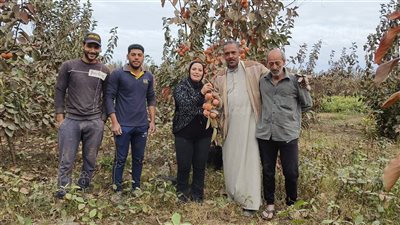 بدء حصاد محصول الكاكا في فيشا بالدقهلية (فيديو وصور) 