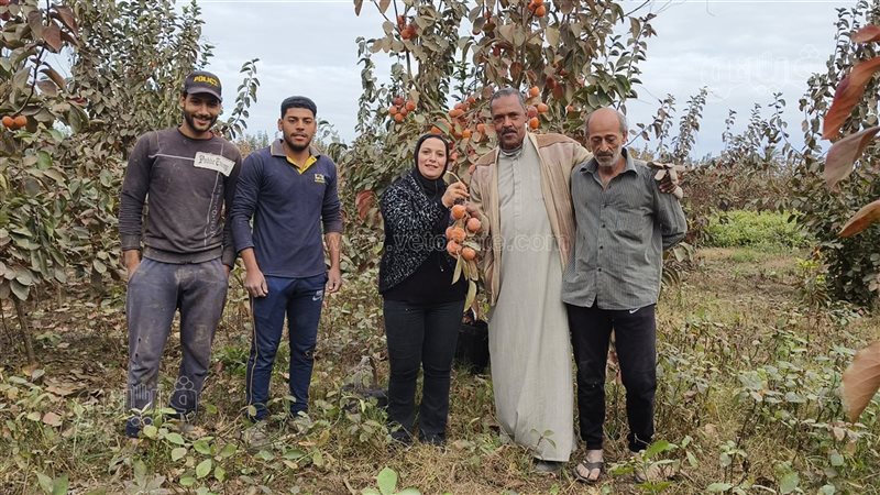 حصاد الكاكا في الدقهلية،