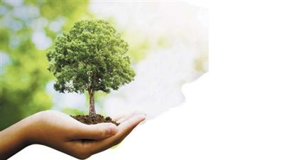 محافظ الإسكندرية: إنجاز 99.2% من المرحلة الثانية لمبادرة 100 مليون شجرة 