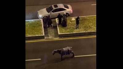 حصان متجمد وسط الطريق يثير ضجة في تركيا، والنشطاء يصفونه بمشهد محزن (فيديو)