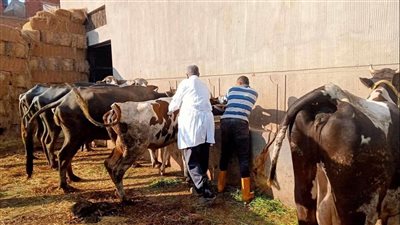 تحصين 92 ألف رأس ماشية ضد الحمى القلاعية وحمى الوادي المتصدع