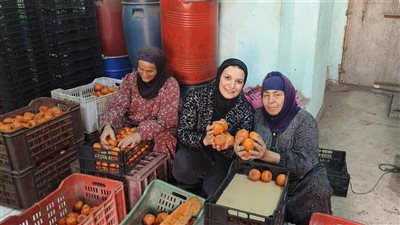 مفيش بطالة بقرية فيشا بالدقهلية، الشباب تجمع محصول الكاكا والسيدات تزينه وتغلفه قبل البيع (فيديو وصور)