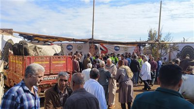 قافلة بيطرية زراعية مجانية شاملة بمركز أجا في الدقهلية (فيديو وصور)