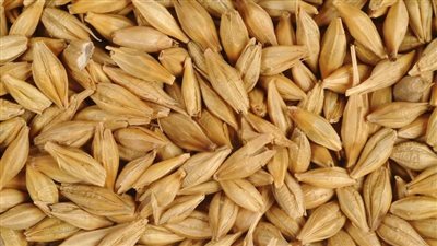 تفسير حلم الشعير في المنام وعلاقته بالرزق الحلال السريع 