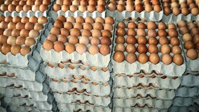 التموين: ضخ بيض المائدة المحلي بالمجمعات الاستهلاكية وأسواق اليوم الواحد 
