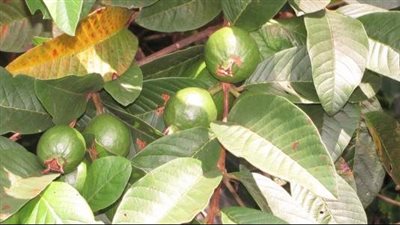  فوائد ورق الجوافة، للجهاز الهضمي والتنفسي في الشتاء