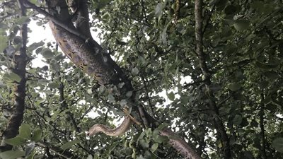 ثعبان ضخم يبتلع رجلًا بالكامل في إندونيسيا (صور)