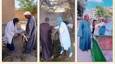 تحصين 184 ألف رأس ماشية ضد الوادى المتصدع والحمى القلاعية بالشرقية 