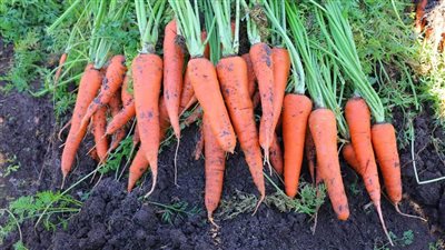 فوائد الجزر، يحمي من السكتات الدماغية وأمراض القلب والسرطان