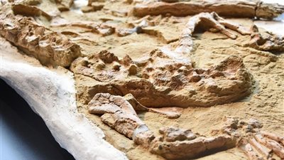 عمره 10 ملايين سنة، الكشف عن هيكل عظمي أحفوري لتمساح في بيرو