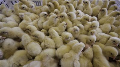 سعر الكتكوت الأبيض والبط اليوم الجمعة في الأسواق