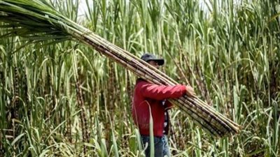 الزراعة والري تتفقان على زراعة 20 ألف فدان قصب السكر بالأقصر وقنا