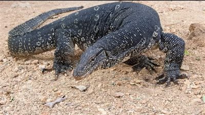 حيوان غريب يشبه التمساح يثير الفزع في البراجيل بالجيزة (صور)