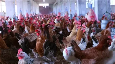 انخفاض أسعار الدواجن اليوم الأحد 1 ديسمبر 2024