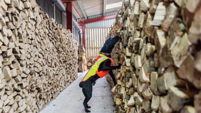 بريطانيا تستعين بـ كلب بوليسي لمكافحة أمراض النباتات المدمرة 