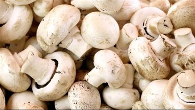 فوائد المشروم، ينظم مستوى السكر بالدم ويعزز صحة الأعصاب 