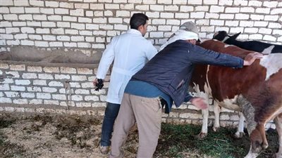 تحصين 84 ألف رأس ماشية ضد الحمى القلاعية والوادي المتصدع في المنيا