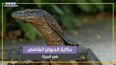 ساعات الرعب في الجيزة.. حيوان غريب يثير الجدل في البراجيل (فيديوجراف)