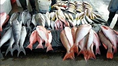  انخفاض أسعار 9 أنواع من الأسماك في سوق العبور