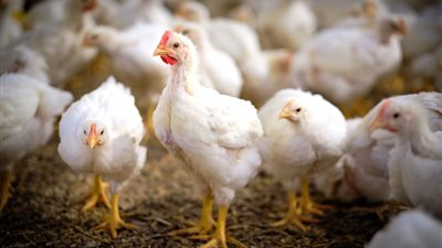 ارتفاع أسعار الدواجن 5 جنيهات اليوم الإثنين 2 ديسمبر 2024
