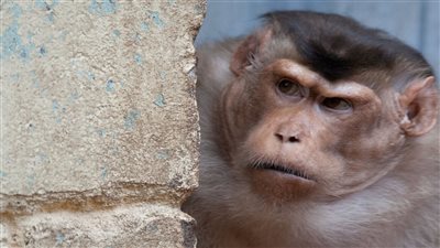 زرع كلية خنزير معدل وراثيا في جسم قرد مكاك في الصين